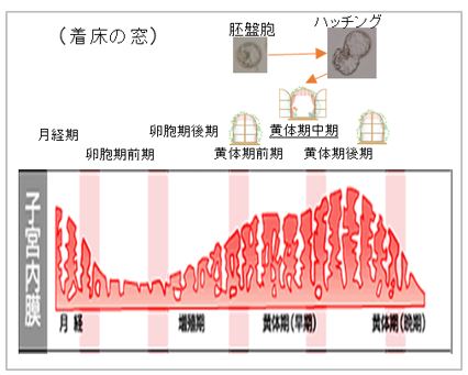 着 床 時期