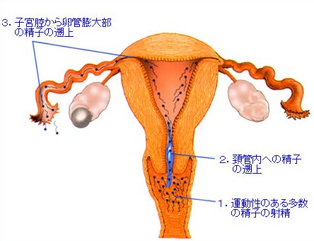 精子 の 量